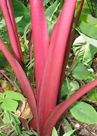 Colocasia 'Sangria'